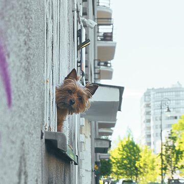 karta ekuz w rybniku